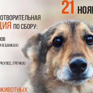 грустная собака(