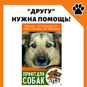  Омском юридическом колледже объявляется благотворительная акция по сбору кормов для животных приюта «Друг»