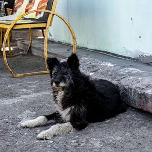 Ребята приехали с гостинцами для подопечных приюта. Первое место по необходимости в приюте для животных всегда занимает сухой корм. 